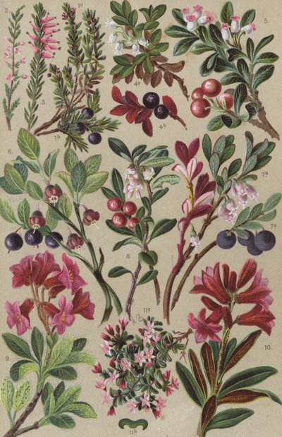 高山植物 作： European School